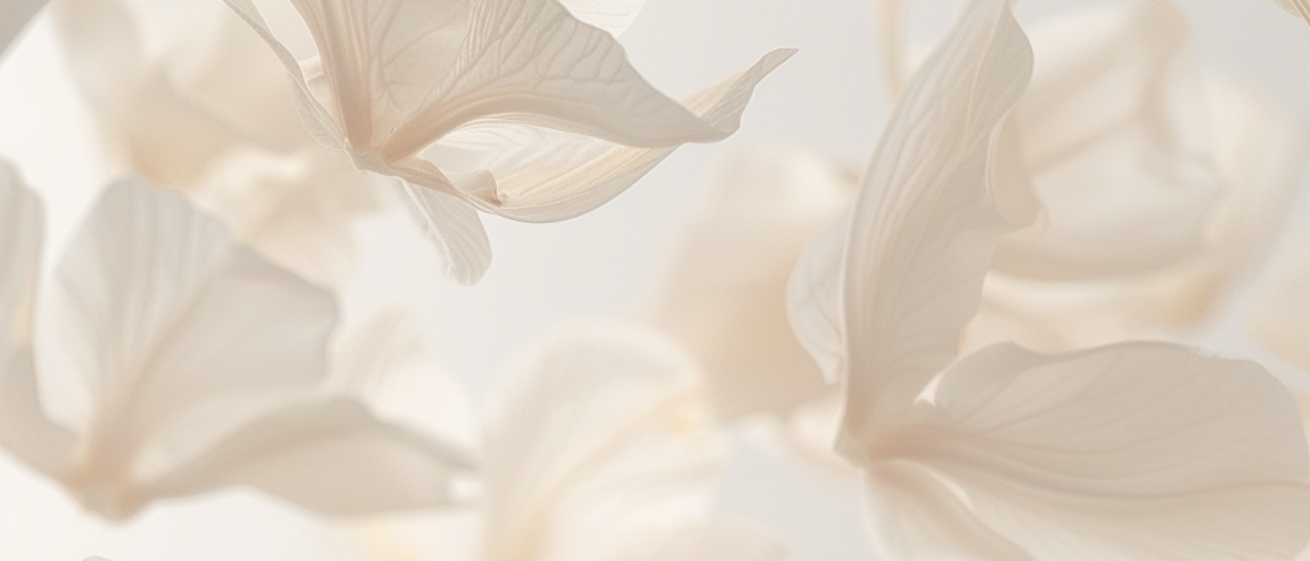 Close-up of delicate white petals with a soft focus background